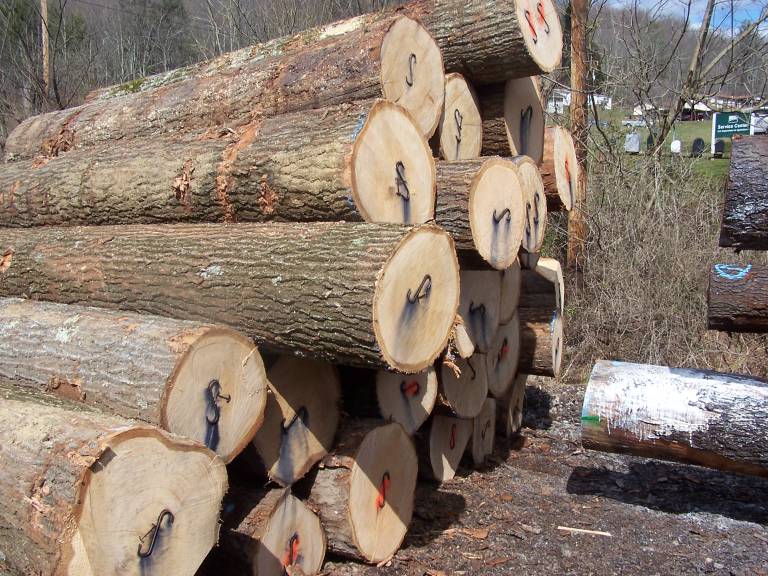 Red Oak Veneer Logs Allegheny Veneer