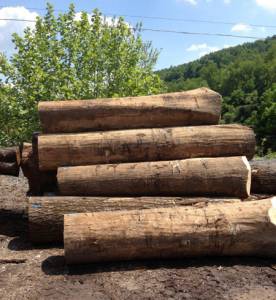 Red Oak Veneer Logs