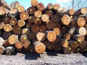 Cherry saw logs for export